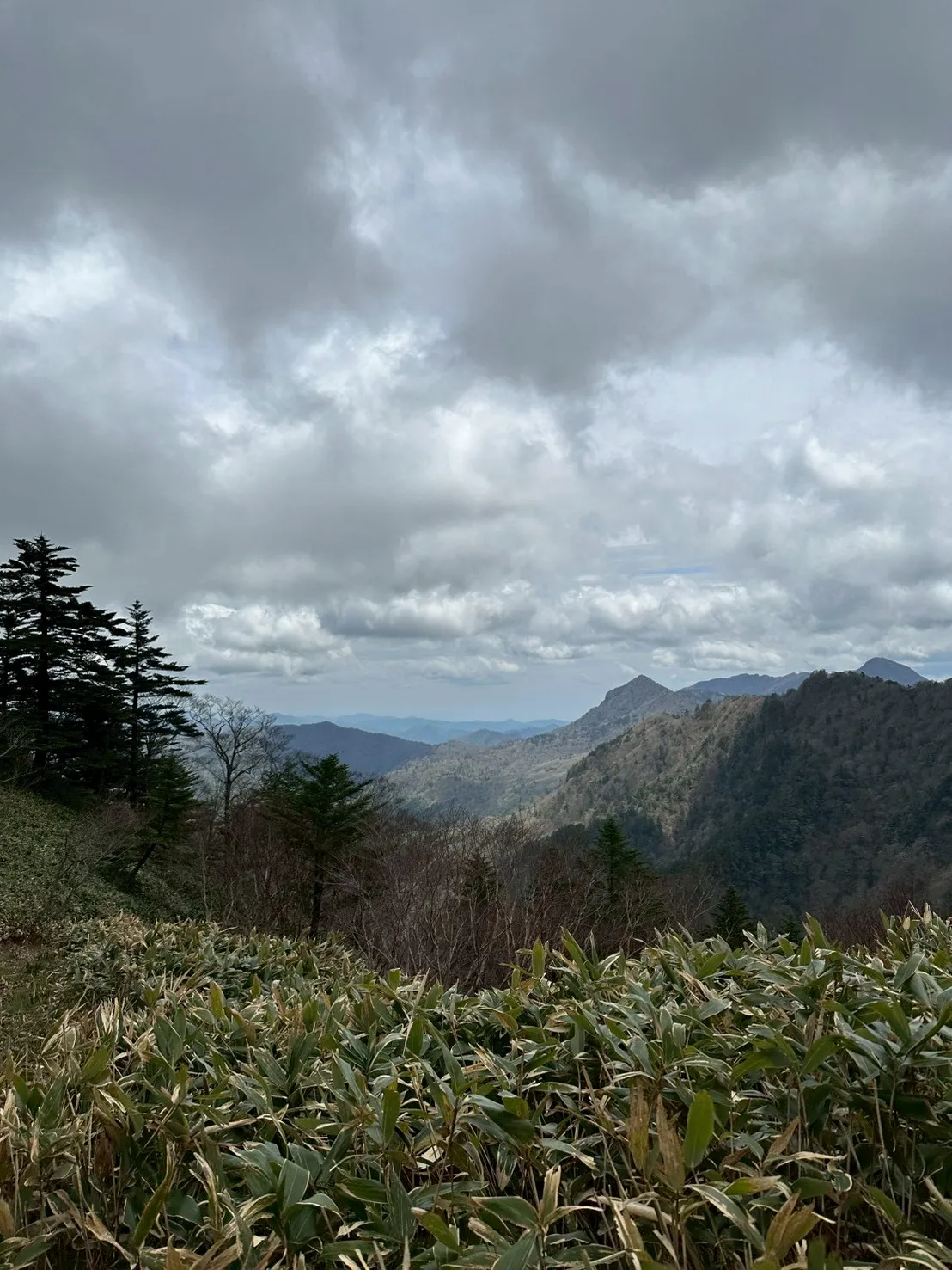 石鎚山登山中の眺め。笹原の斜面越しに山並みと曇り空が広がる。